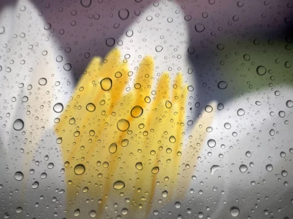 Close Drops Rain Glass Background Lotus Flower Out Focus — Stock Photo, Image