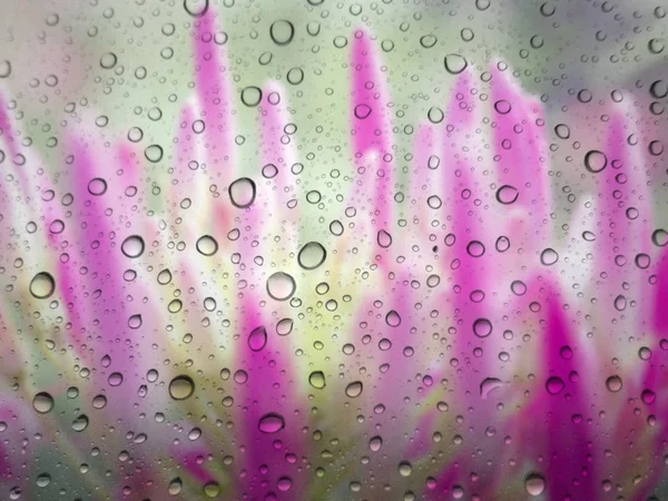 Close Drops Rain Glass Background Flower Out Focus — Stock Photo, Image