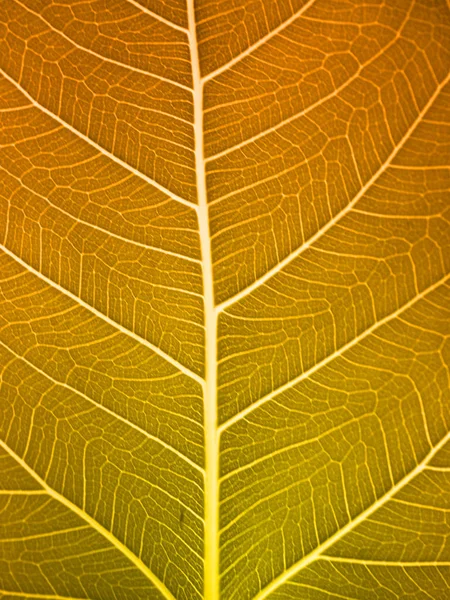 Золотая Краска Текстуре Листа — стоковое фото