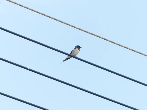 Oriental Magpie Robin Power Lines — Stock Photo, Image