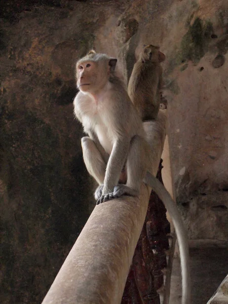Myślenie Małpa Zbliżenie Schody — Zdjęcie stockowe