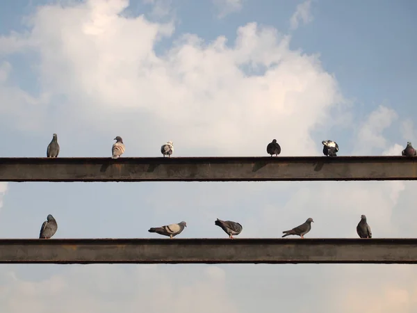 Beaucoup Pigeons Rapprochent — Photo