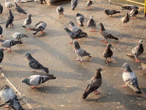 Beaucoup Pigeons Rapprochent — Photo