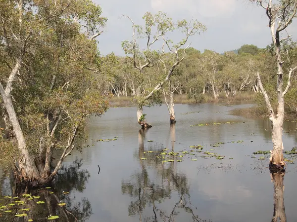 Mangrove Bos Schaduw Boom — Stockfoto