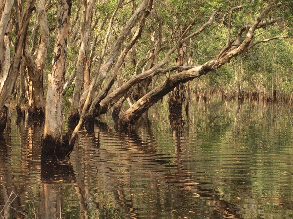 Bosque Manglares Árbol Sombra — Foto de Stock