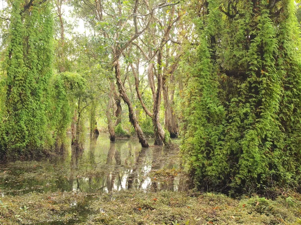 Bosque Manglares Árbol Sombra — Foto de Stock