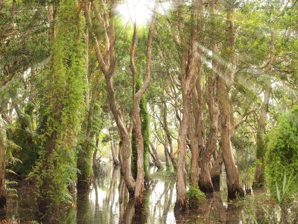 Bosque Manglares Árbol Sombra — Foto de Stock