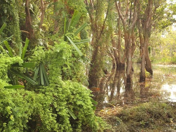 Mangrovových Lesů Stín Stromu — Stock fotografie
