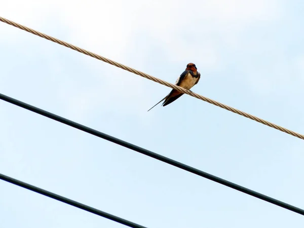 โอเร ยนเต Magpie Robin บนสายไฟฟ — ภาพถ่ายสต็อก