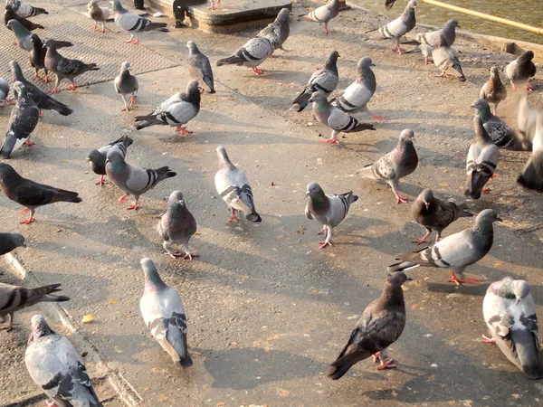 Many Pigeon Animal Background — Stock Photo, Image