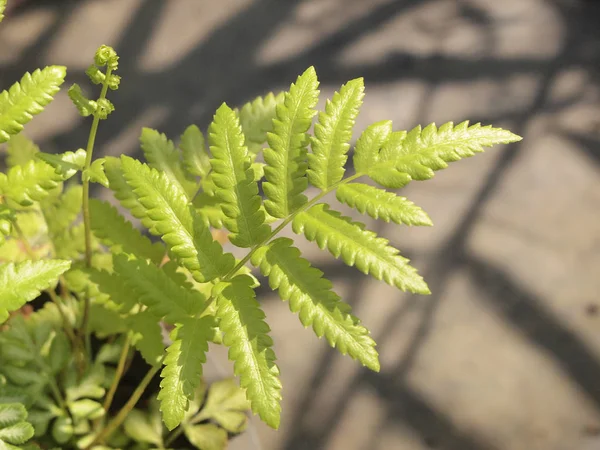 Feuilles Vertes Fond Nature — Photo