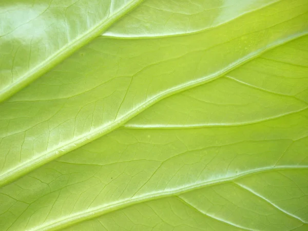 Hoja Verde Cerca — Foto de Stock