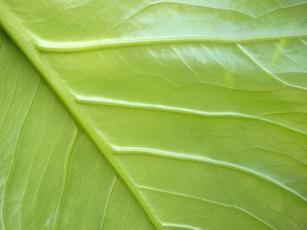 Groen Blad Van Dichtbij — Stockfoto