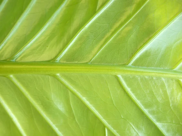 Hoja Verde Cerca — Foto de Stock