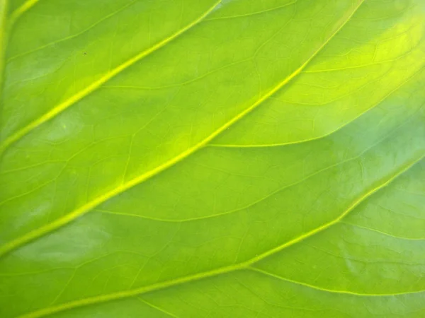 Green Leaf Close — Stock Photo, Image