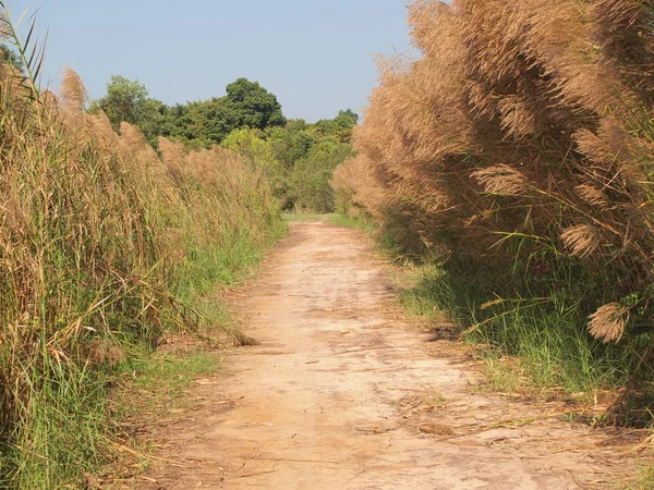 Ormandaki Kırsal Toprak Yol — Stok fotoğraf