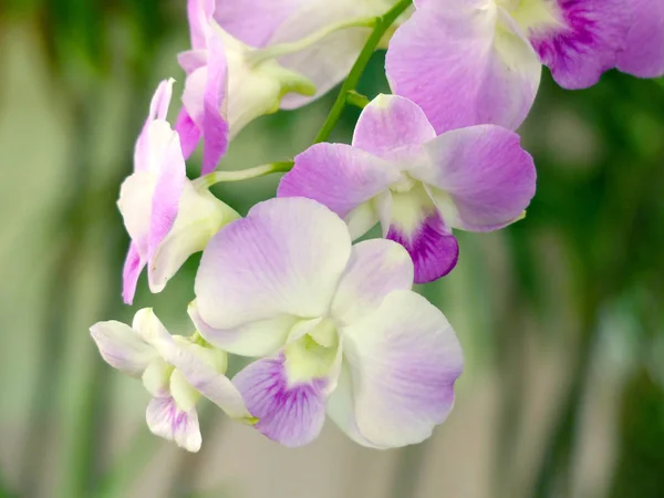 Orquídeas Flor Cerca — Foto de Stock