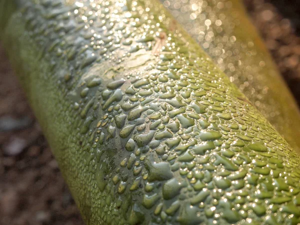 water drop on bamboo