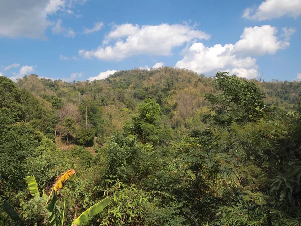 Green Tree Forest Nature — Stock Photo, Image