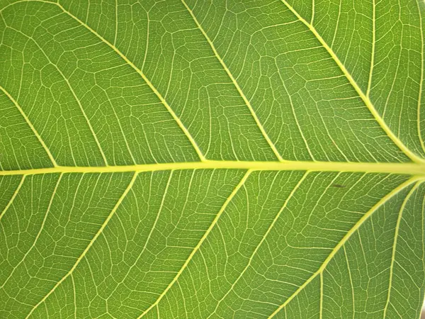 Yeşil Yaprak Kapat — Stok fotoğraf