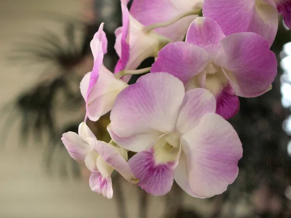 Orchids Close Nature — Stock Photo, Image