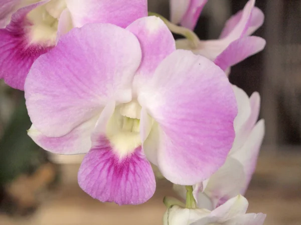 Orchids Close Flower — Stock Photo, Image