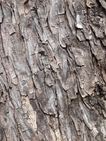 Latar Belakang Tekstur Kulit Pohon — Stok Foto