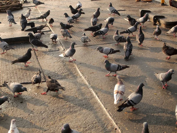 Wiele Tło Zwierzęta Pigeon — Zdjęcie stockowe