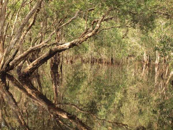 Las Cień Drzewa Namorzynowego — Zdjęcie stockowe