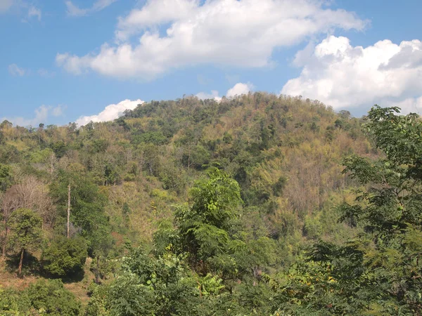 Grüne Bäume Wald Hintergrund — Stockfoto