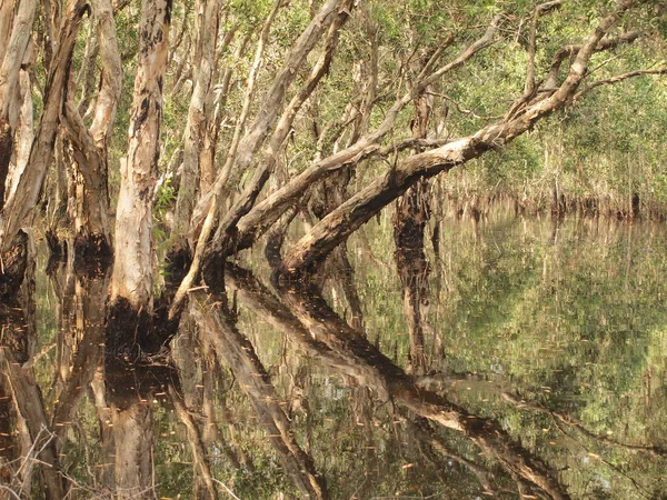 Mangrovenwald Und Schattenbaum — Stockfoto