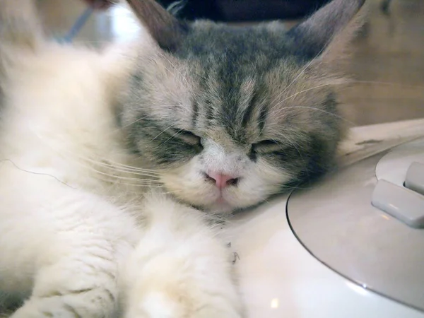 잠자는 고양이 초상화 — 스톡 사진
