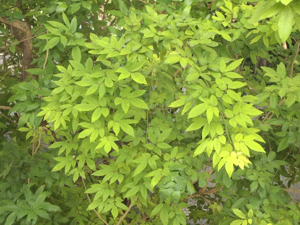 Πράσινο Φύλλα Φόντο Υφή — Φωτογραφία Αρχείου