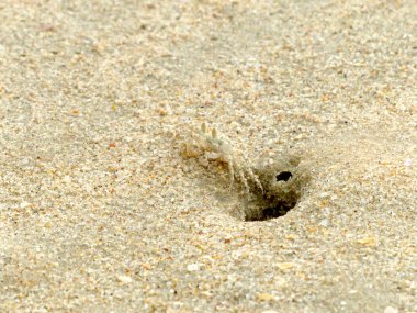 Küçük Hayalet yengeçler delikler kum kazma