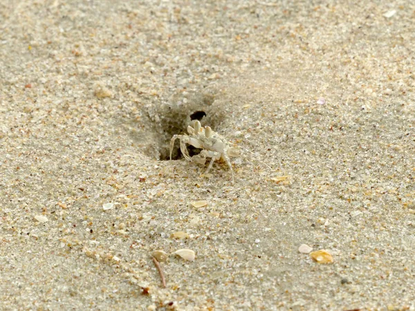 Kleine Ghost Krabben Graven Gaten Het Zand — Stockfoto