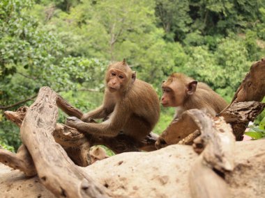 maymun ağaç üzerinde şube siting yakın çekim.
