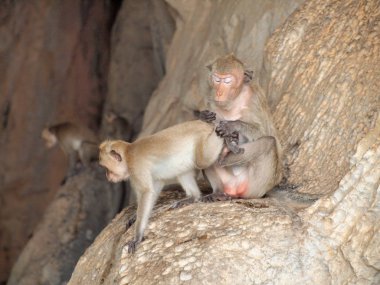maymun taş üzerine oturuyor