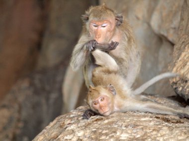 maymun taş üzerine oturuyor