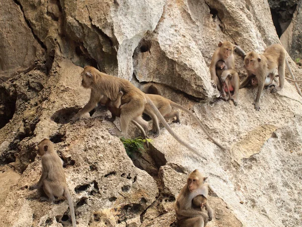 Maymun Aile Dağda Oturuyor — Stok fotoğraf