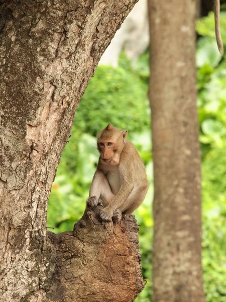 Monkey Sitting Tree — Stock Photo, Image