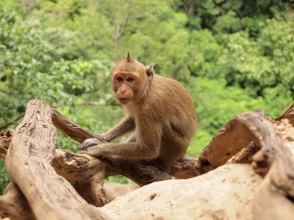 Mono Sentado Árbol Ramas Cerca Imágenes de stock libres de derechos