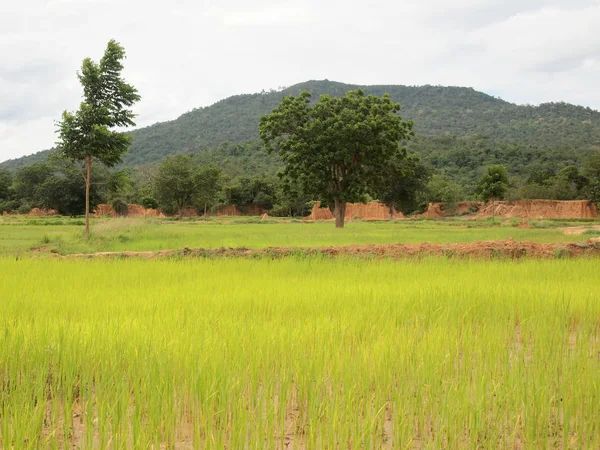 Campos Arroz Naturaleza Fondo —  Fotos de Stock