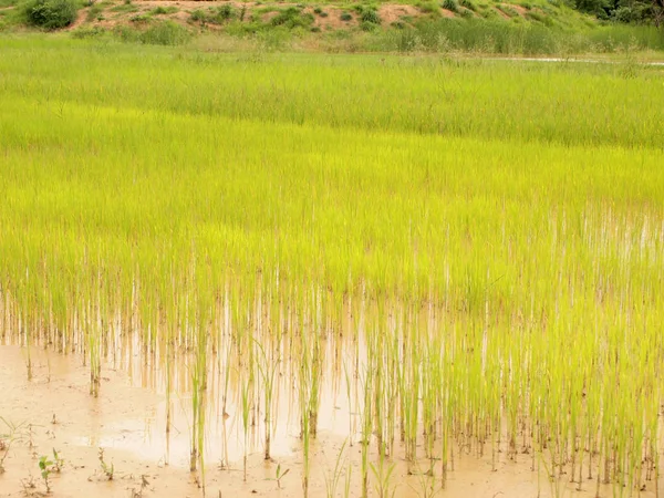 Campos Arroz Fechar — Fotografia de Stock