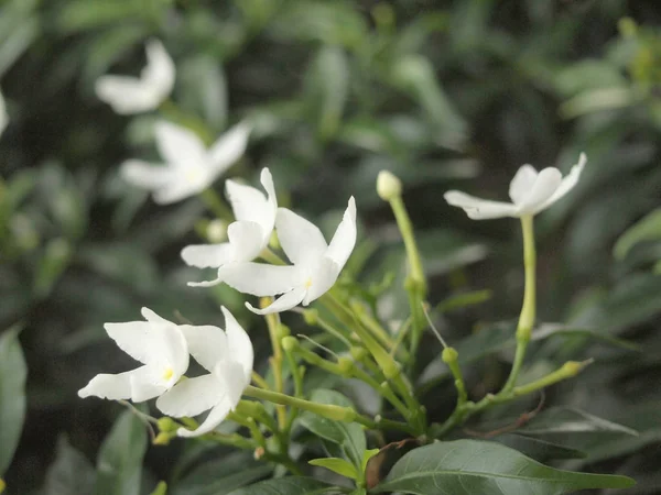 泰国白花关闭 — 图库照片