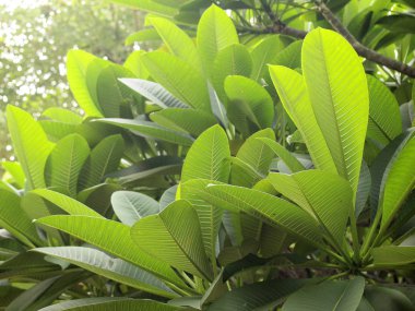 taze ve yeşil yaprak