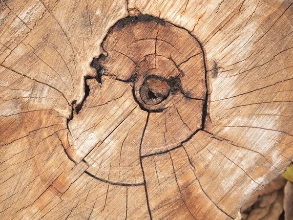 Holz Geschnitten Textur Baumringe Nahaufnahme — Stockfoto