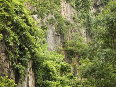 Rock yamacın ağaçlar ve yeşil bitki örtüsü ile yakın çekim