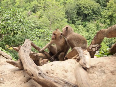 maymun ağaç üzerinde şube siting yakın çekim.