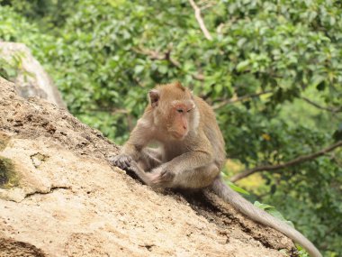 maymun taş üzerine oturuyor