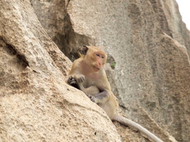 maymun taş üzerine oturuyor